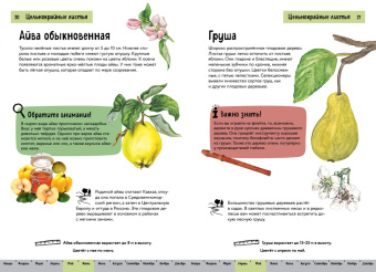 Хольгер Хааг: Растения. Краткий иллюстрированный справочник