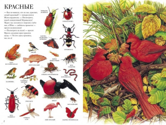 Селин Потард: Большой атлас животных