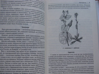 Наталия Замятина: Кухня Робинзона. Рецепты блюд из дикорастущих и декоративных растений