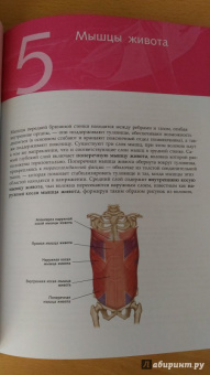 Анатомия стретчинга. Большая иллюстрированная энциклопедия