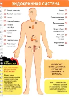 Моё тело. Книга с прозрачными страницами