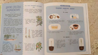 Натали Торджман: Деревья и кустарники