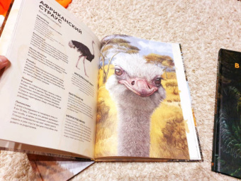 Хольгер Хааг: Животные Африки в натуральную величину