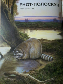 Хольгер Хааг: Лесные животные в натуральную величину