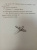 Дэвид Алмонд: Галчиное лето