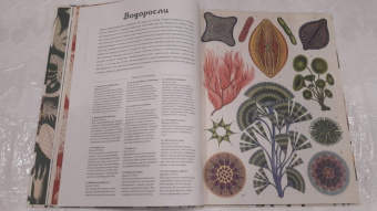 Кэти Уллис: Ботаникум