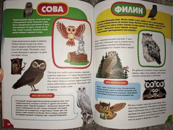 Анна Забирова: Птицы для самых маленьких