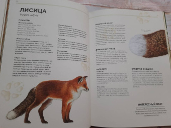 Хольгер Хааг: Лесные животные в натуральную величину