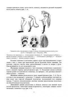Анатолий Суворов: Основы полевых наблюдений. Полевое следопытство. Учебник для ВУЗов