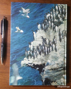 Михаил Жилин: Птичьи базары