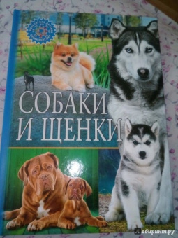 Собаки и щенки