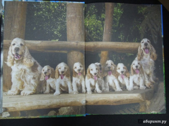 Собаки и щенки