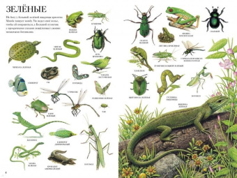 Селин Потард: Большой атлас животных