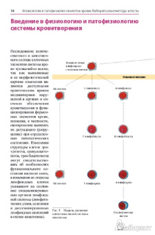 Тэмл, Диам, Хаверлах: Атлас по гематологии