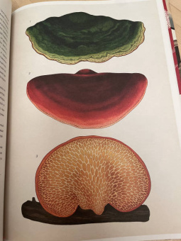 Гайя, Прескотт, Ли: Грибы