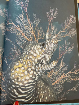 Бен Ротери: Океан и его обитатели