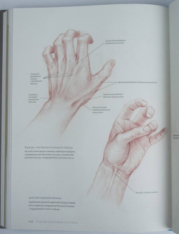 Роберто Ости: Основы анатомии человека. Наглядное руководство для художников