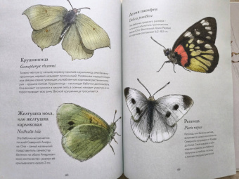 Бен Ротери: Загадочный мир бабочек