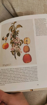 Байнум, Байнум: Выдающиеся растения, которые изменили нашу жизнь