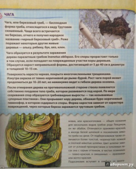 Валентина Мальцева: Открываем тайны леса