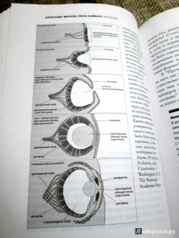 Марков, Наймарк: Эволюция. Классические идеи в свете новых открытий