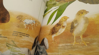 Вальтер Фогато: Детёныши животных в натуральную величину