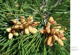 Бруно Кремер: Цветы. Естественная история