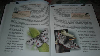 Людмила Соколова: Энциклопедия. Бабочки