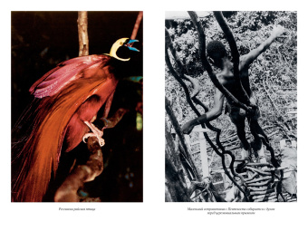 Дэвид Аттенборо: Путешествия на другую сторону света