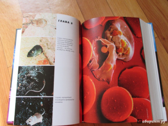 Марков, Наймарк: Эволюция. Классические идеи в свете новых открытий