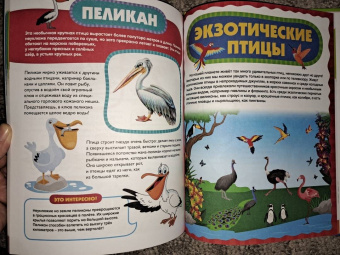 Анна Забирова: Птицы для самых маленьких