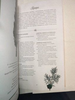 Джилл Дэвис: Тайный язык деревьев