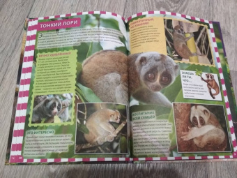 Джунгли. Животные и птицы