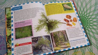 Растительный мир России. Популярная детская энциклопедия