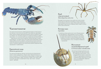 Бен Ротери: Океан и его обитатели