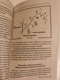 Виктор Жвакин: Виноград и другие любимые ягоды. Правила и советы для начинающих