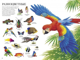 Селин Потард: Большой атлас животных