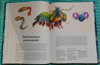 Лавдэй Триник: Океанариум