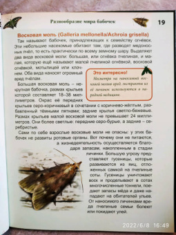 Людмила Соколова: Энциклопедия. Бабочки