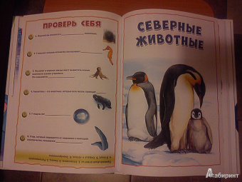 Энциклопедия животных для маленьких почемучек