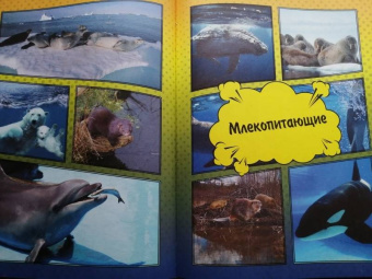 Ликсо, Кошевар: О подводном мире