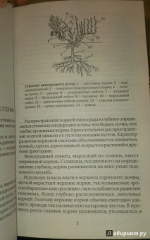 Тамара Руцкая: Полный справочник виноградаря. Особенности выращивания в России