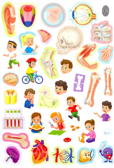 Н. Зленко: Атлас. Тело человека