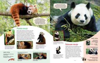 Кристин Балле: Яркий мир животных