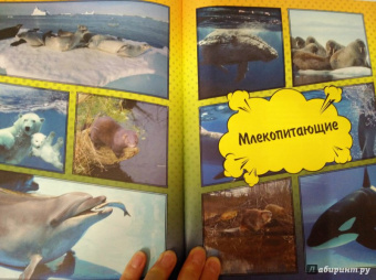 Ликсо, Кошевар: О подводном мире