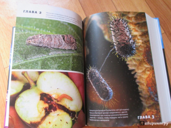 Марков, Наймарк: Эволюция. Классические идеи в свете новых открытий