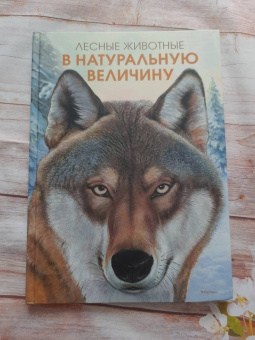 Хольгер Хааг: Лесные животные в натуральную величину