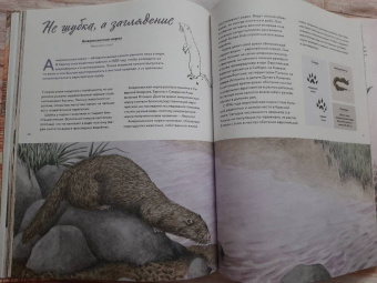 Стегман, Янсен: Наши соседи по планете. Рассказы о диких животных