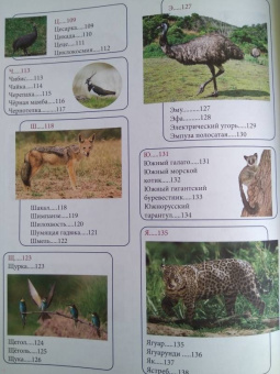 Людмила Соколова: Животный мир от А до Я