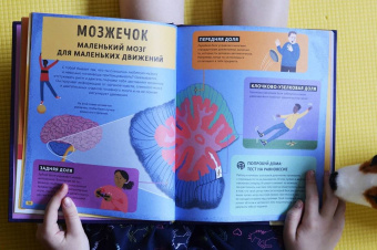 Тим Кеннингтон: Его величество мозг. Все самое интересное о работе мозга людей, животных и роботов